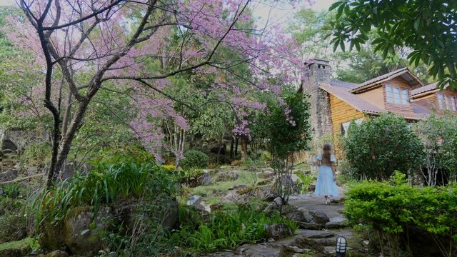 Back view of woman walks through an orchard with a cherry blossom tree and wooden house on background. Female tourist in garden enjoying the scent of blossoming pink sakura