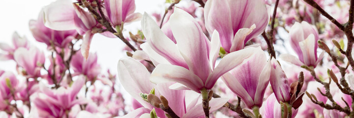 Fototapeta na wymiar Pink Magnolia Tree with Blooming Flowers during Springtime
