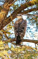 Juvenile Martial eagle in the Kgalagadi