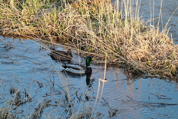 川で餌を探すマガモのつがい