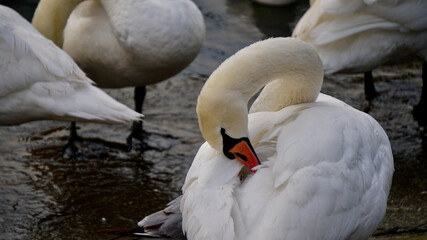 Obraz premium impressions from the lake