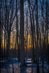 Sunset behind the woods, on a frozen land