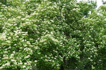 Fototapeta na wymiar Canopy of common dogwood in full bloom in May