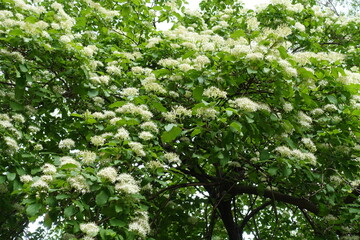 Fototapeta premium Crown of common dogwood in full bloom in May