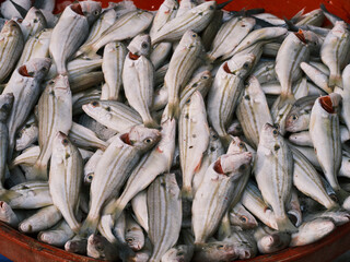Obraz premium fresh sea fish in the market