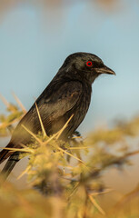 Fork-tailed Drongo in the Kgalagadi
