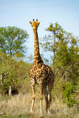 South African giraffe or Cape giraffe (Giraffa camelopardalis giraffa). Mpumalanga. South Africa.