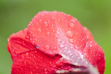 Gotas de lluvia