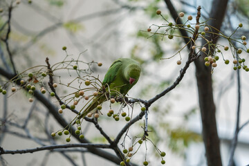 Rose-ringed Parakeet (Psittacula krameri) feeding on a tree branch