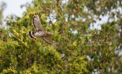 Cooper's hawk hunting from tree branch