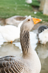close-up of a goose swimming along with more geese