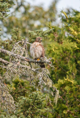 Cooper's hawk hunting from tree branch