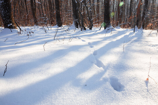 Animal steps footprints in snow. Sun lights between trees and makes shadows on the snow. High quality photo