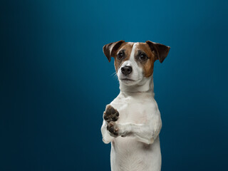 A red and white dog looking at the camera. charming jack russell terrier on a blue background. Pet in the studio. Portrait