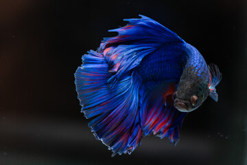 Siamese fighting fish
beautiful blue and red fish
with black background