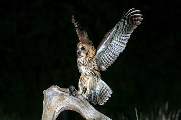 Tawny owl (Strix aluco) photographed at night