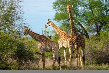 Fototapeten South African giraffe or Cape giraffe (Giraffa camelopardalis giraffa). Mpumalanga. South Africa. © Roger de la Harpe
