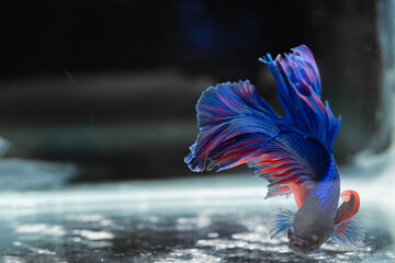 Obraz na płótnie Canvas Siamese fighting fish beautiful blue and red fish with black background