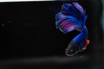 Siamese fighting fish
beautiful blue and red fish
with black background
