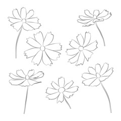 Set of cosmos flower branch vector simple illustration isolated on white background. Outline hand drawn sketched version. Floral vector for coloring book, childrens illustration, summer design.