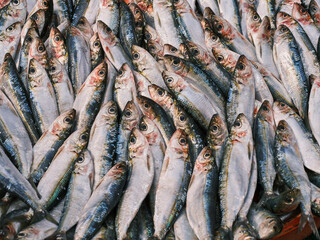 Obraz premium fresh sea fish in the market