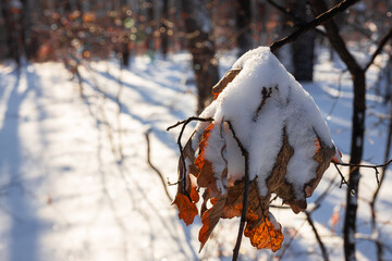 Dry orange tree leaves covered with heavy snow. Orange leaf crushed under the heavy snow. High quality photo