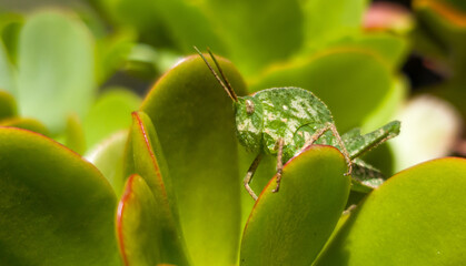 cricket on a plant in the garden