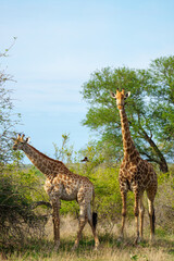 South African giraffe or Cape giraffe (Giraffa camelopardalis giraffa). Mpumalanga. South Africa.