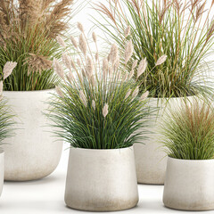  pampas grass in flowerpot isolated on white background