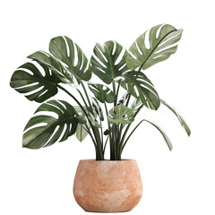 Monstera isolated on white background