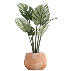 Monstera isolated on white background