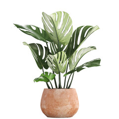 Monstera isolated on white background