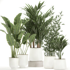 exotic plants in a white flowerpot on white background