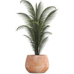 palm trees isolated on white background