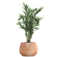 palm trees isolated on white background