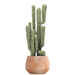 cactus isolated on white background