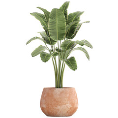 Banana palm in a pot on a white background