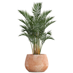 palm trees isolated on white background