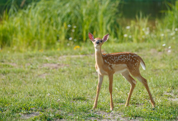 White tailed deer fawn in gassy field