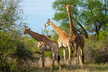 South African giraffe or Cape giraffe (Giraffa camelopardalis giraffa). Mpumalanga. South Africa.