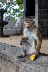 Sri Lanka. A cute monkey sits on a fence with a banana in his hand in a cave Buddhist temple in Dambulla. 