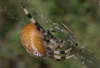 spider on web