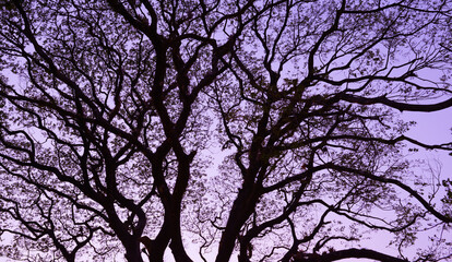 branches of a large tree, beautiful nature background