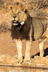 Collared research lion in the Kgalagadi