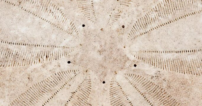 Closeup view of a dried sand dollar skeleton