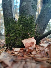 moss on the roots of the tree. beautiful autumn background