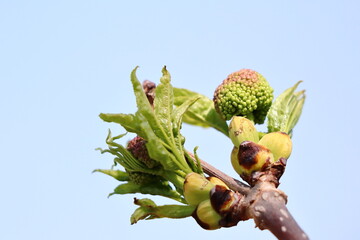 Obraz premium 木の芽