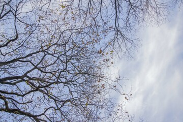 Branches et ciel bleu