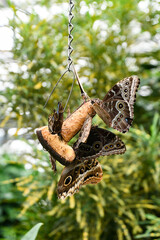 Caligo eurilochus, forest giant owl butterflies feeding tropical fruits