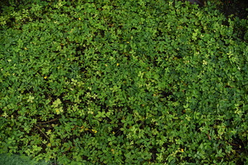 Obraz premium little green leave back ground